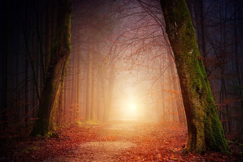 Nature walk in the forest