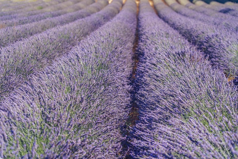 Lavender flowers for aromatherapy